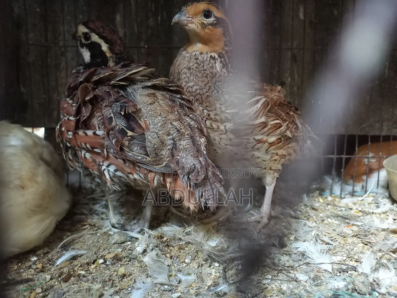 Bob White Running Quail Bobwhite Running