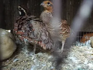 Bob White Running Quail Bobwhite Running