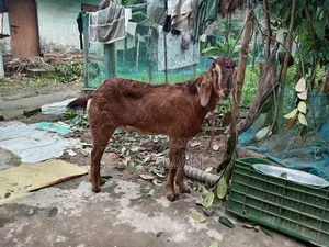 Beautiful and Healthy Totapuri Cross Buck