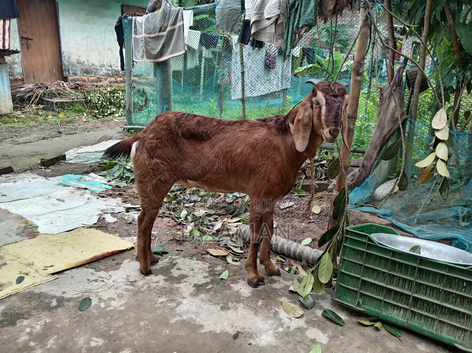 Beautiful and Healthy Totapuri Cross Buck