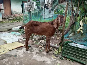 Beautiful and Healthy Totapuri Cross Buck