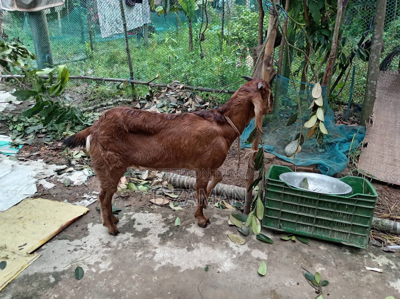 Beautiful and Healthy Totapuri Cross Buck