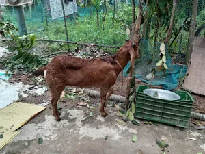 Beautiful and Healthy Totapuri Cross Buck