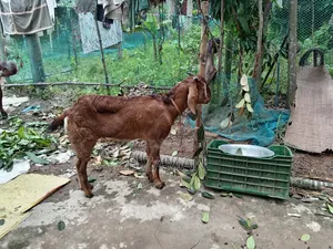 Beautiful and Healthy Totapuri Cross Buck