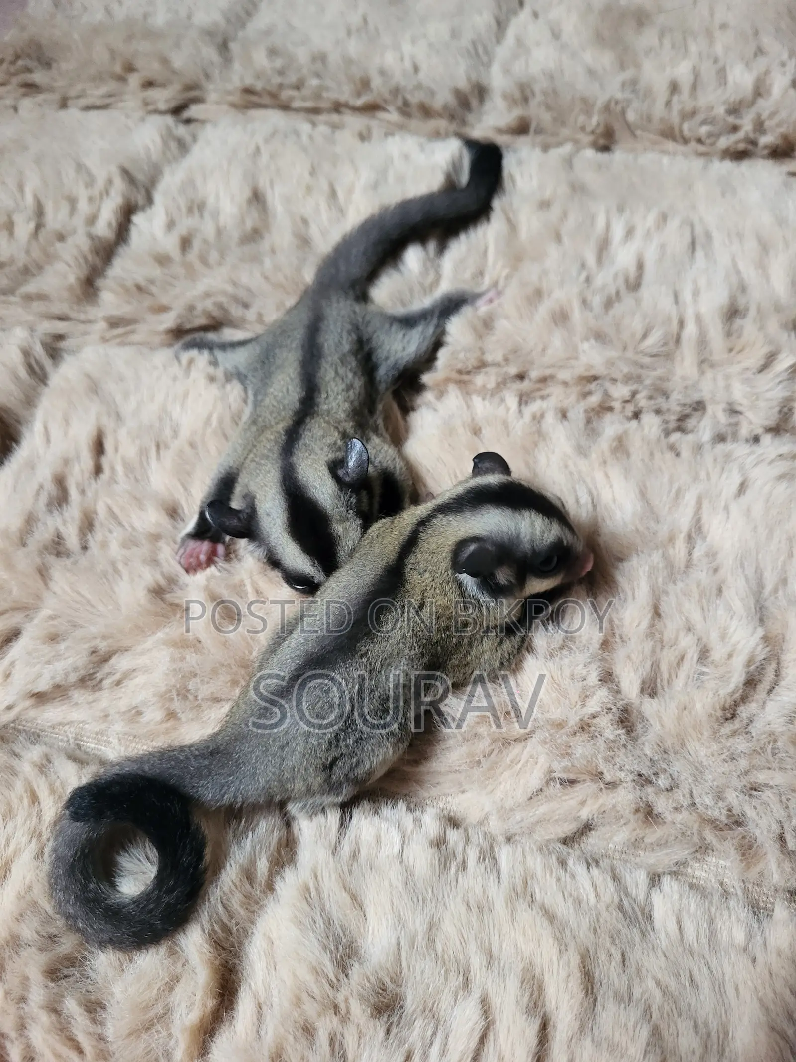 Classic Sugar Glider Baby Pair