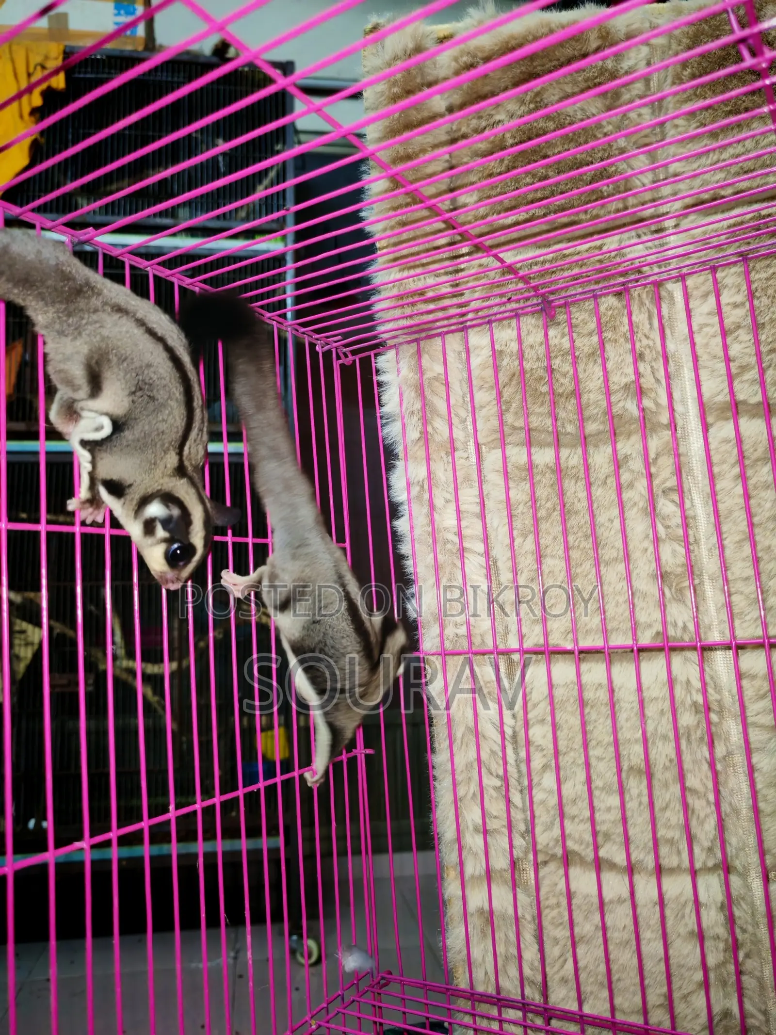 Classic Sugar Glider Baby Pair