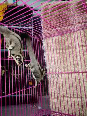 Classic Sugar Glider Baby Pair