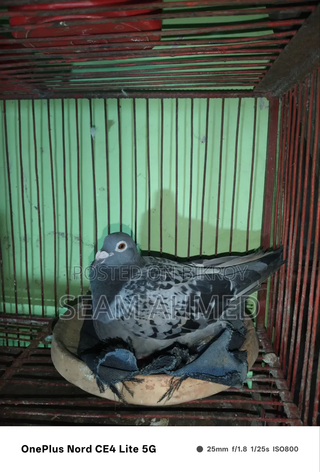 ওরজিনিয়াল ক্লাবের রেসার কবুতর