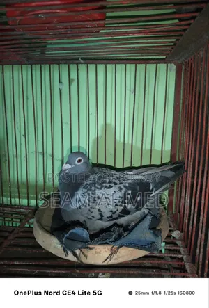 ওরজিনিয়াল ক্লাবের রেসার কবুতর