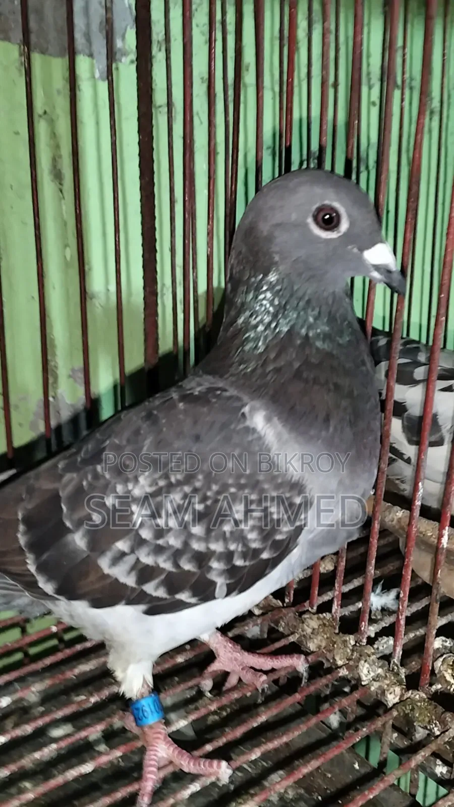 ওরজিনিয়াল ক্লাবের রেসার কবুতর