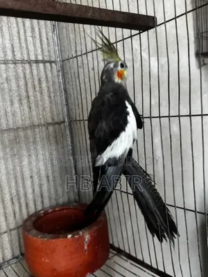 যারা নিবেন তারাই কল করুন