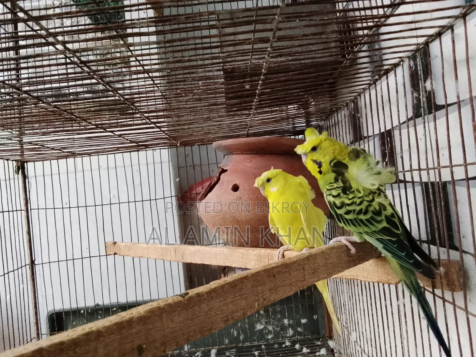 জেপি জোড়া।