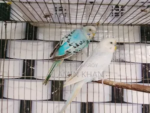 জেপি জোড়া।