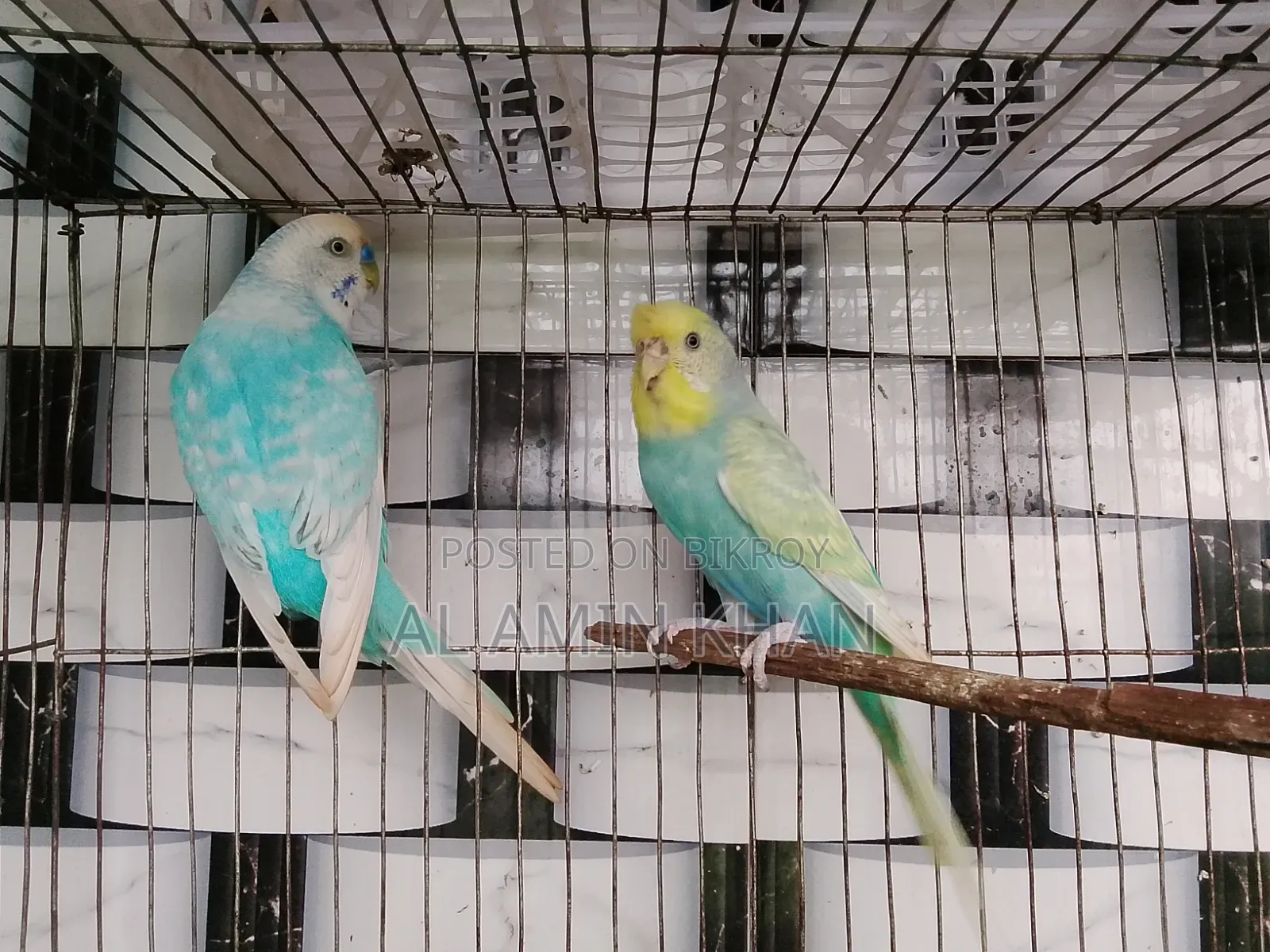 জেপি জোড়া।