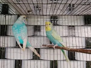 জেপি জোড়া।
