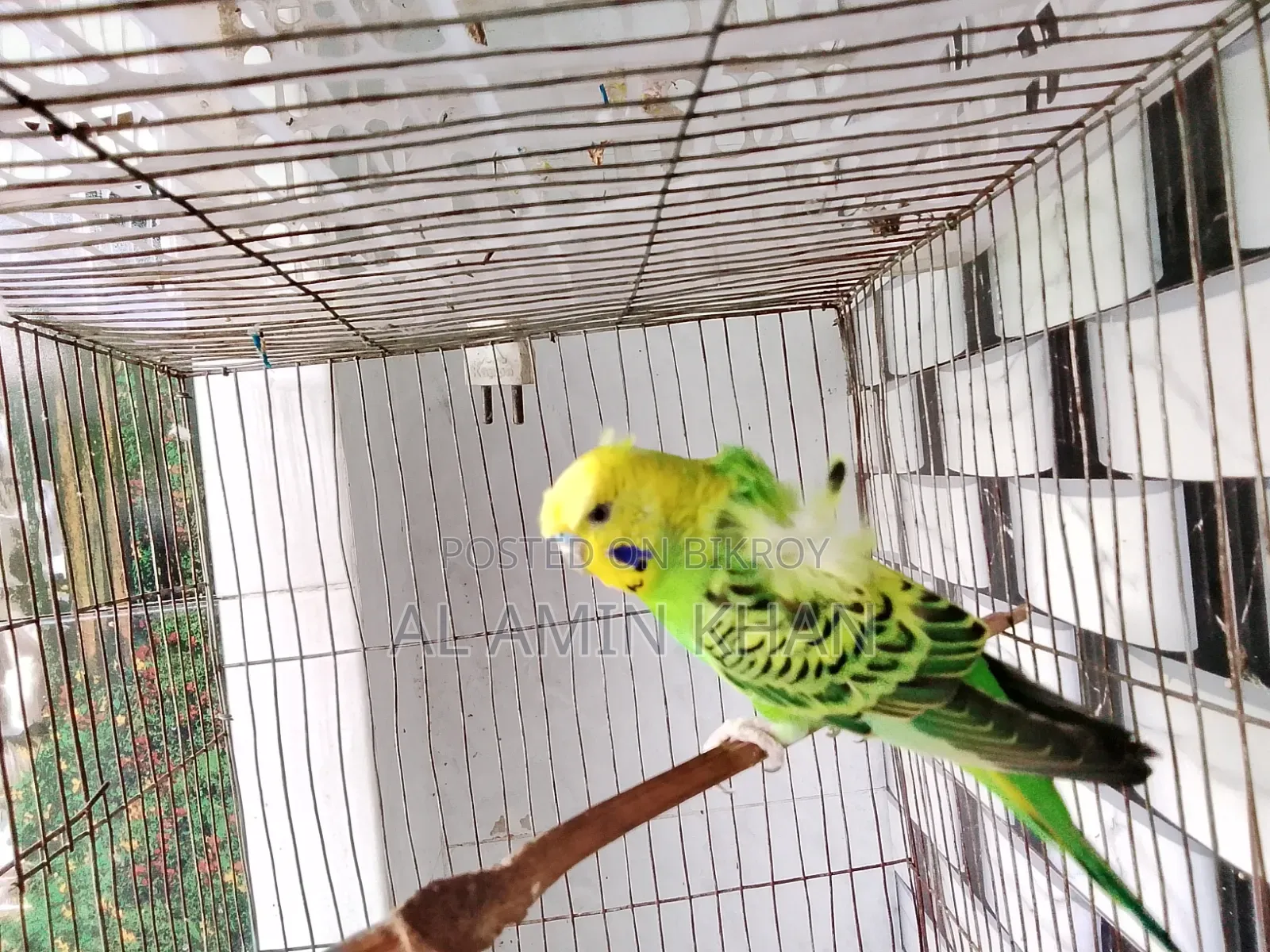 জেপি জোড়া।