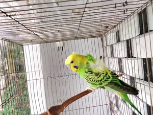 জেপি জোড়া।