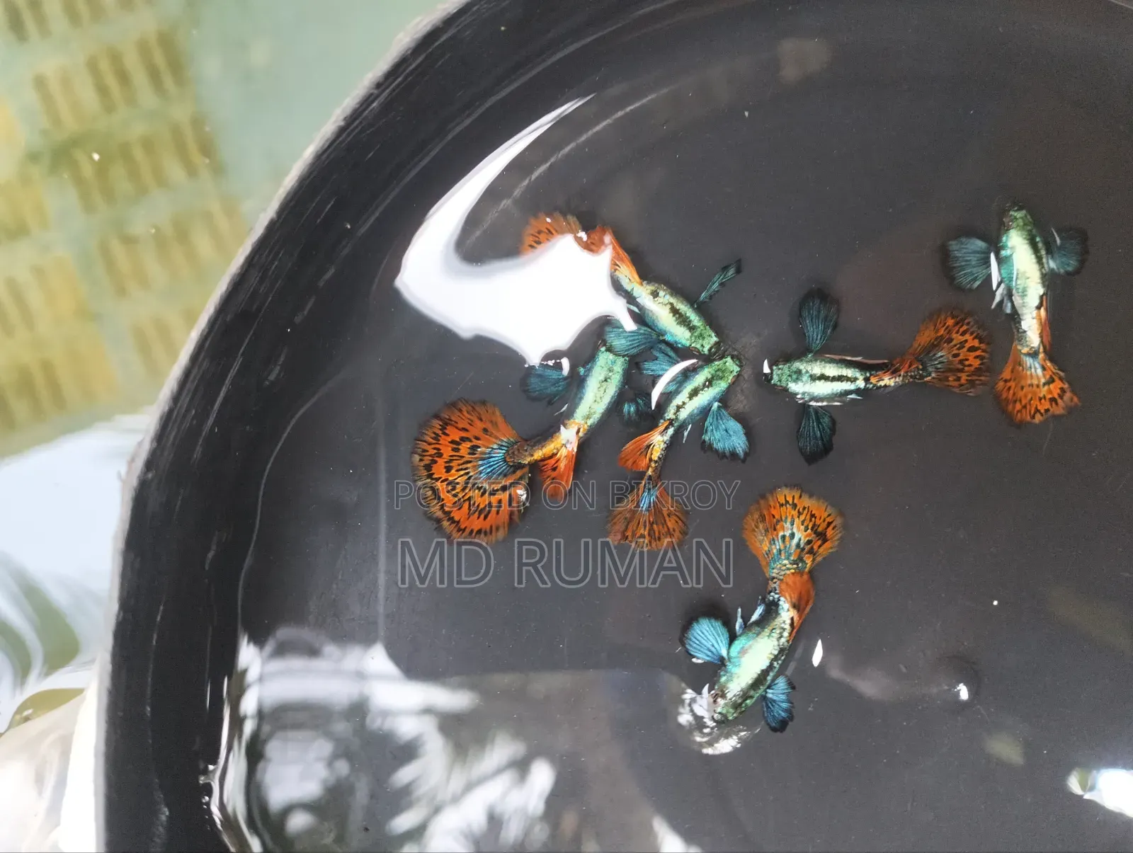 Chili Mosaic Guppy