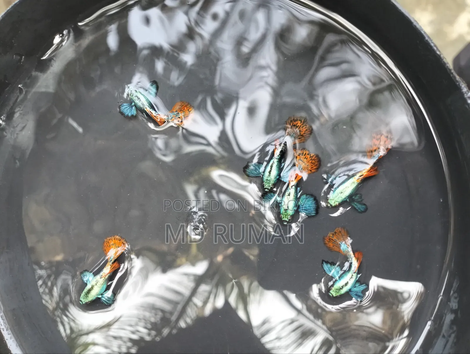 Chili Mosaic Guppy