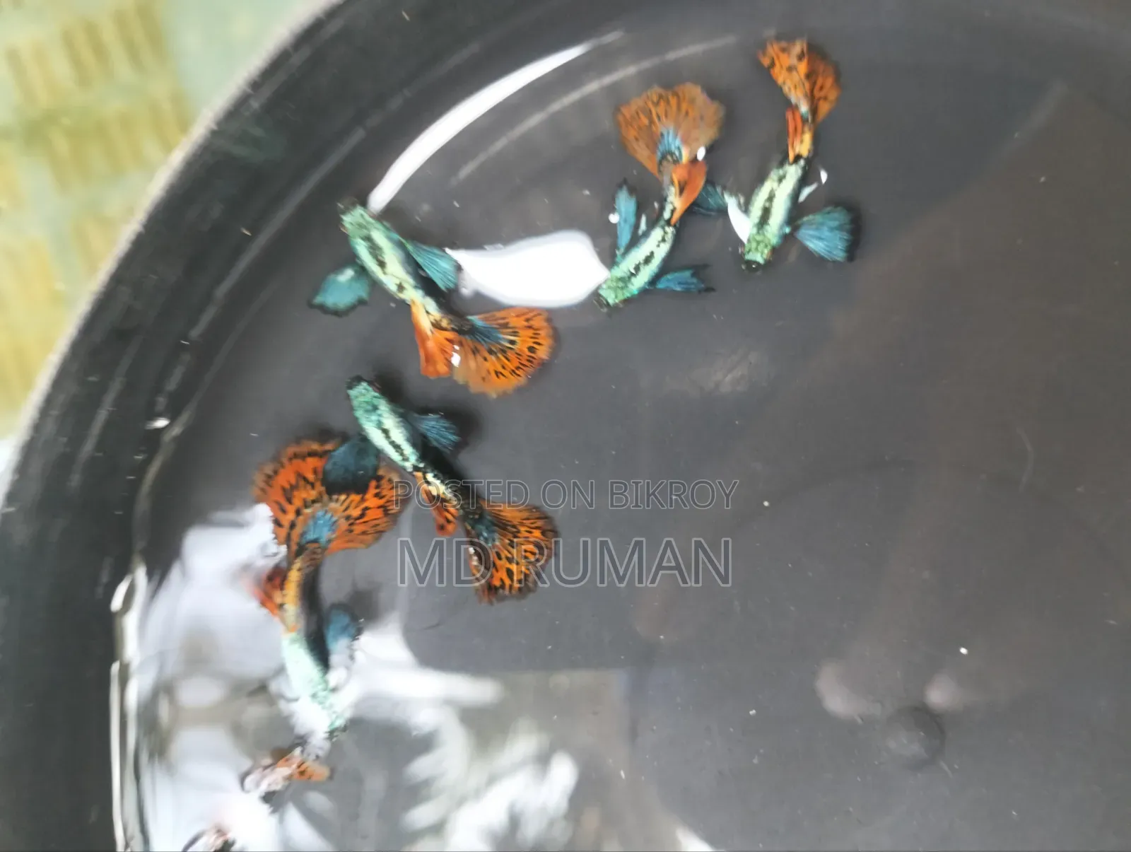 Chili Mosaic Guppy