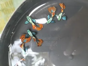 Chili Mosaic Guppy