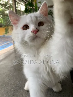 ১-৩ মাস বয়সী নারী বিশুদ্ধ জাতের পার্সিয়ান