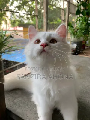 ১-৩ মাস বয়সী নারী বিশুদ্ধ জাতের পার্সিয়ান