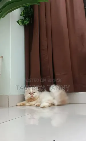 ৬-১২ মাস বয়সী স্ত্রী খাঁটি এক্সোটিক বিড়াল
