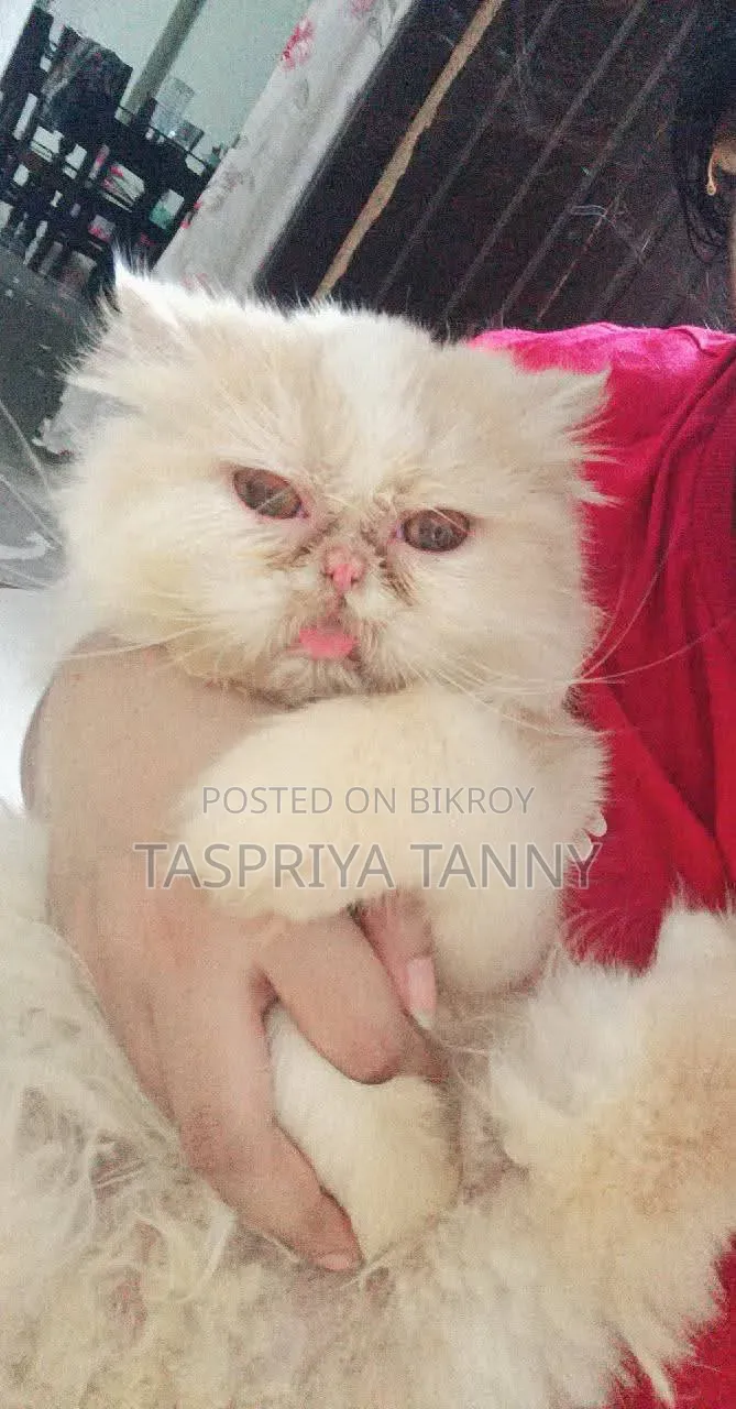 ৬-১২ মাস বয়সী স্ত্রী খাঁটি এক্সোটিক বিড়াল