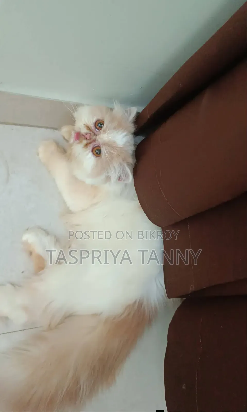 ৬-১২ মাস বয়সী স্ত্রী খাঁটি এক্সোটিক বিড়াল