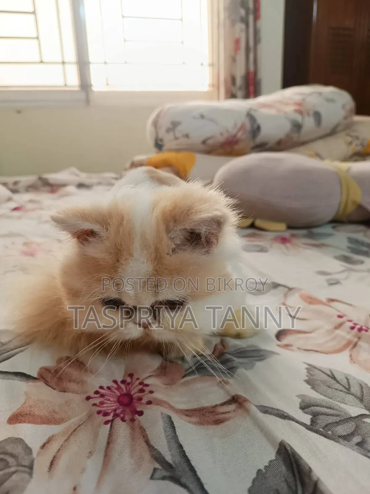 ৬-১২ মাস বয়সী স্ত্রী খাঁটি এক্সোটিক বিড়াল