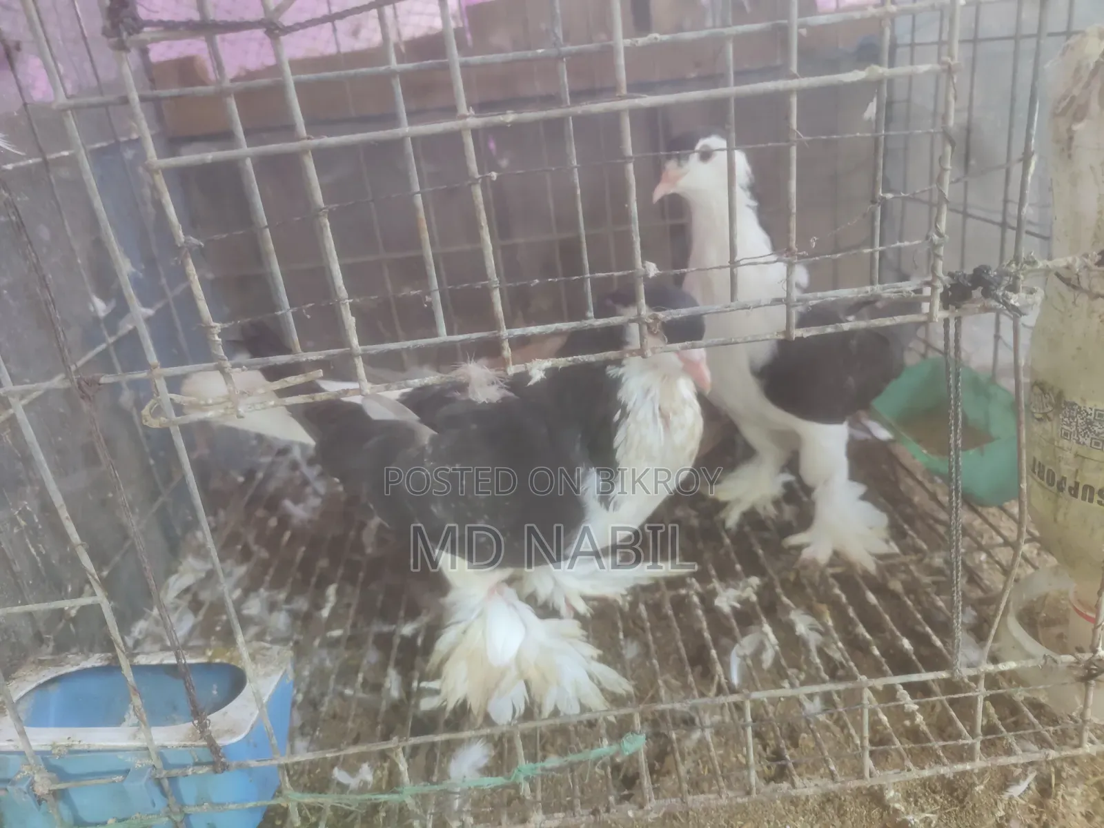 কবুতর বিক্রি