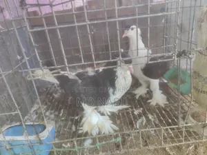 কবুতর বিক্রি