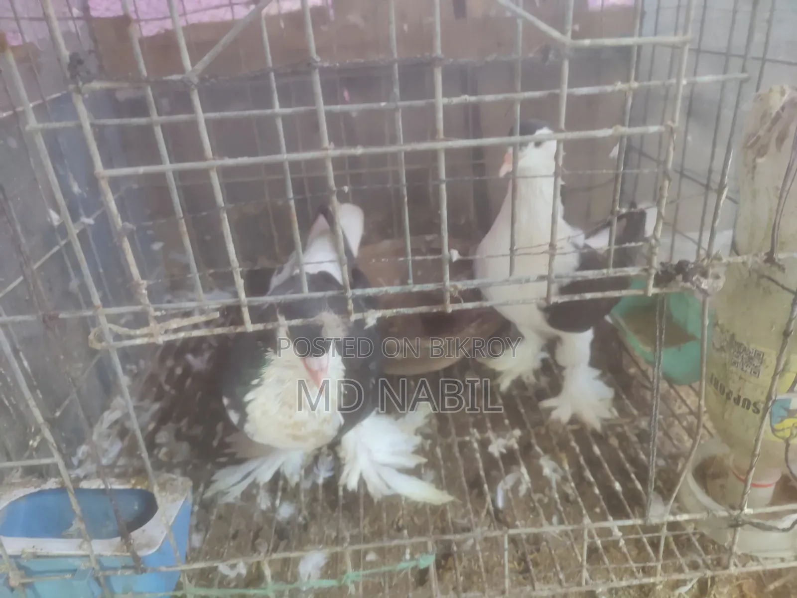 কবুতর বিক্রি