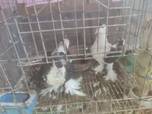 কবুতর বিক্রি