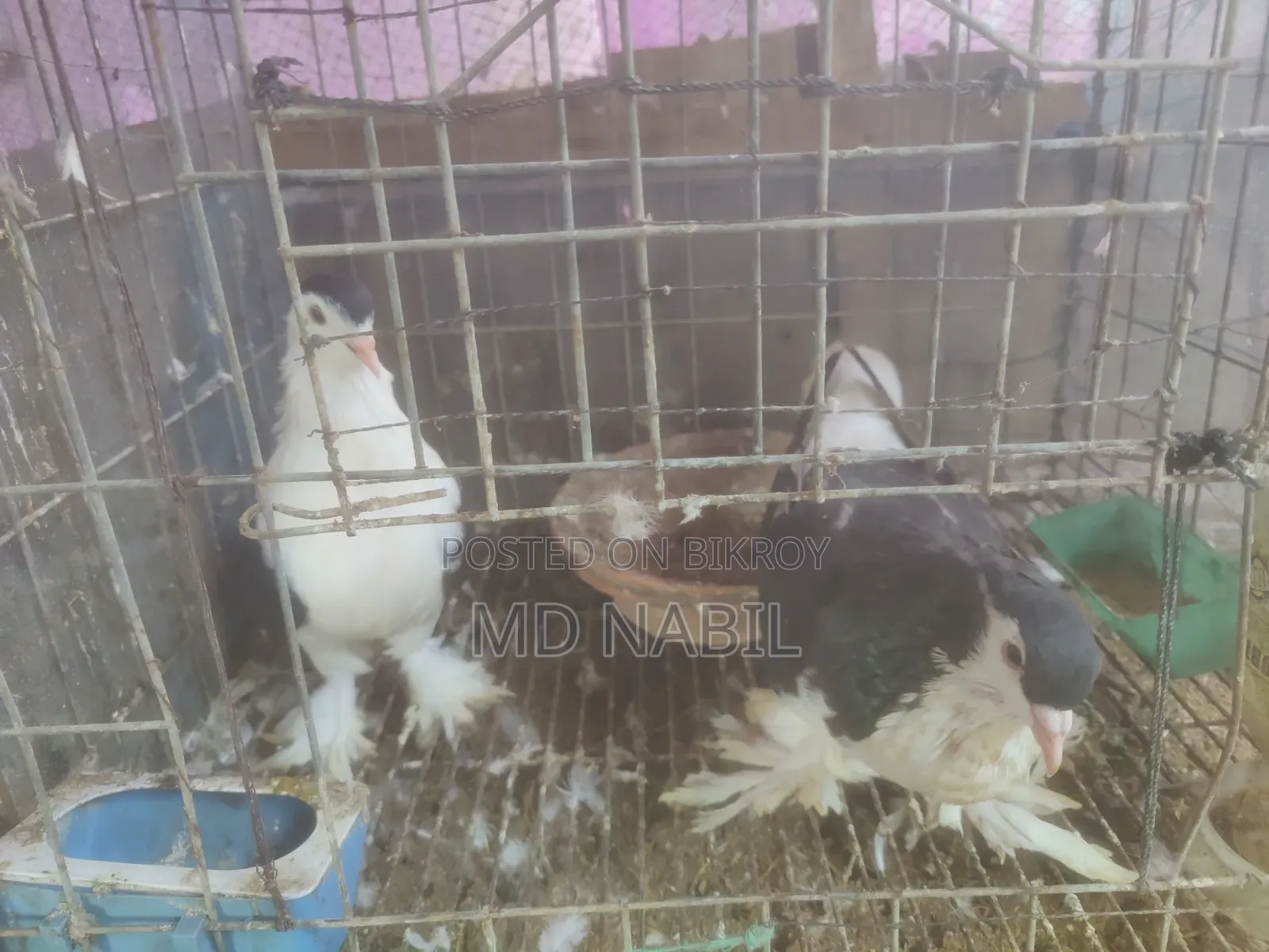 কবুতর বিক্রি