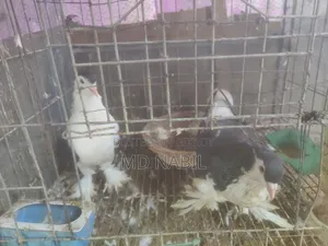 কবুতর বিক্রি