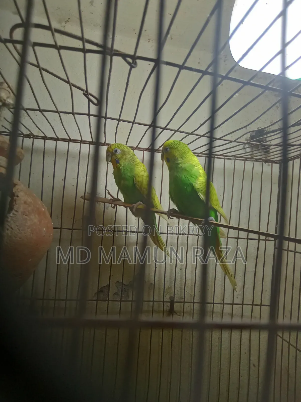 পাখি ভালো নিতে পারেন