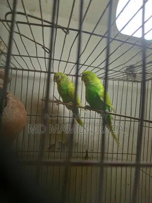 পাখি ভালো নিতে পারেন