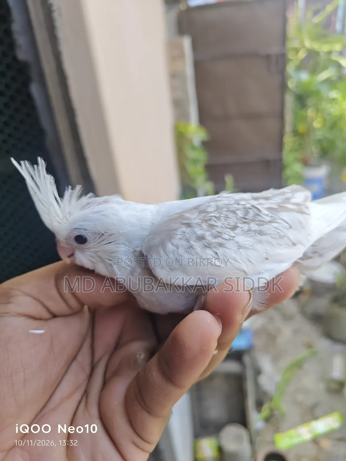 ভি ফাইভ টেম সাইজ ককাটেল বেবি
