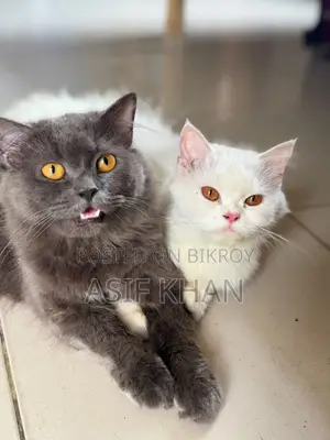 ৬-১২ মাস বয়সী নর মিশ্র জাতের পার্সিয়ান