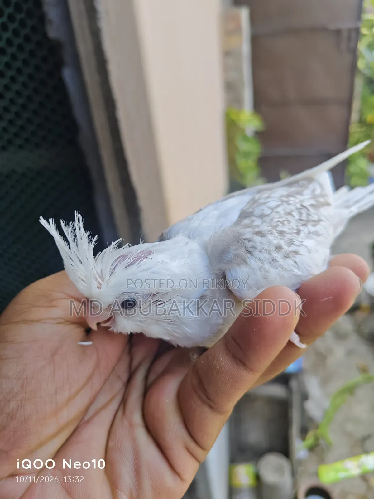 ভি ফাইভ টেম সাইজ ককাটেল বেবি