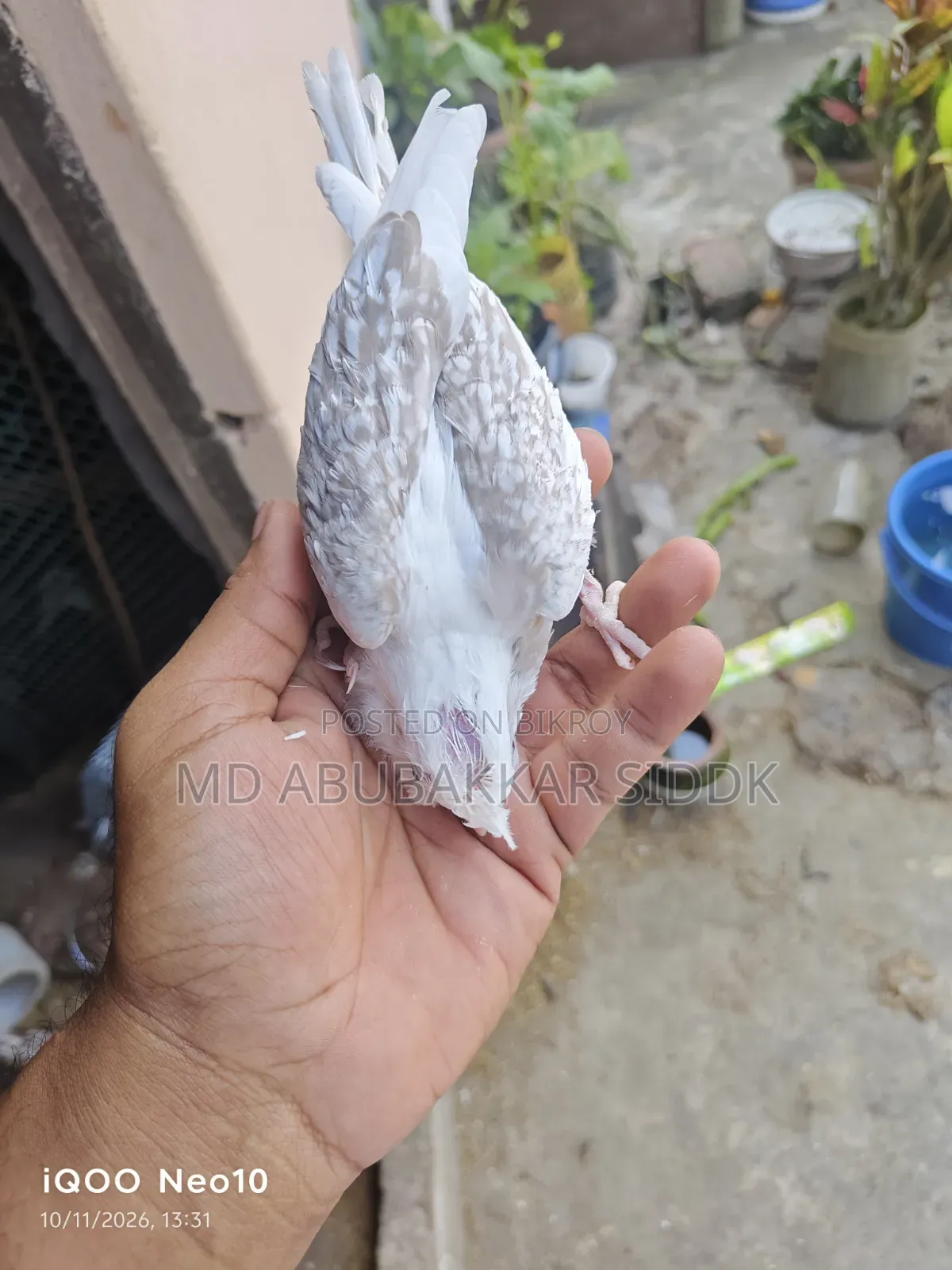 ভি ফাইভ টেম সাইজ ককাটেল বেবি
