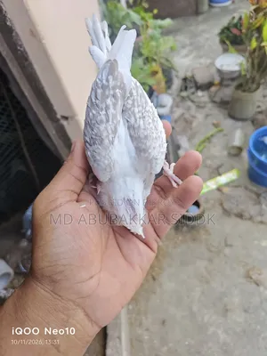 ভি ফাইভ টেম সাইজ ককাটেল বেবি