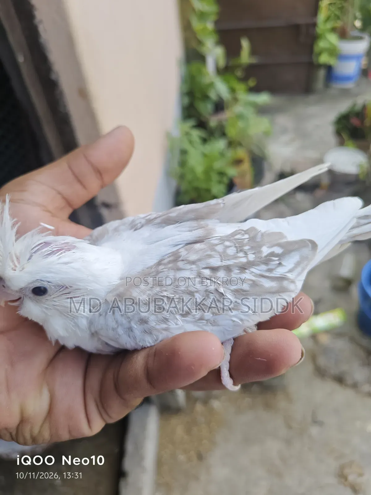 ভি ফাইভ টেম সাইজ ককাটেল বেবি