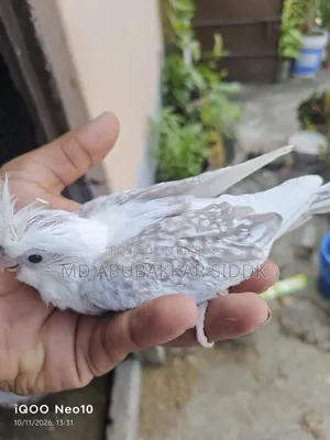 ভি ফাইভ টেম সাইজ ককাটেল বেবি