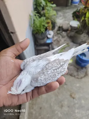 ভি ফাইভ টেম সাইজ ককাটেল বেবি
