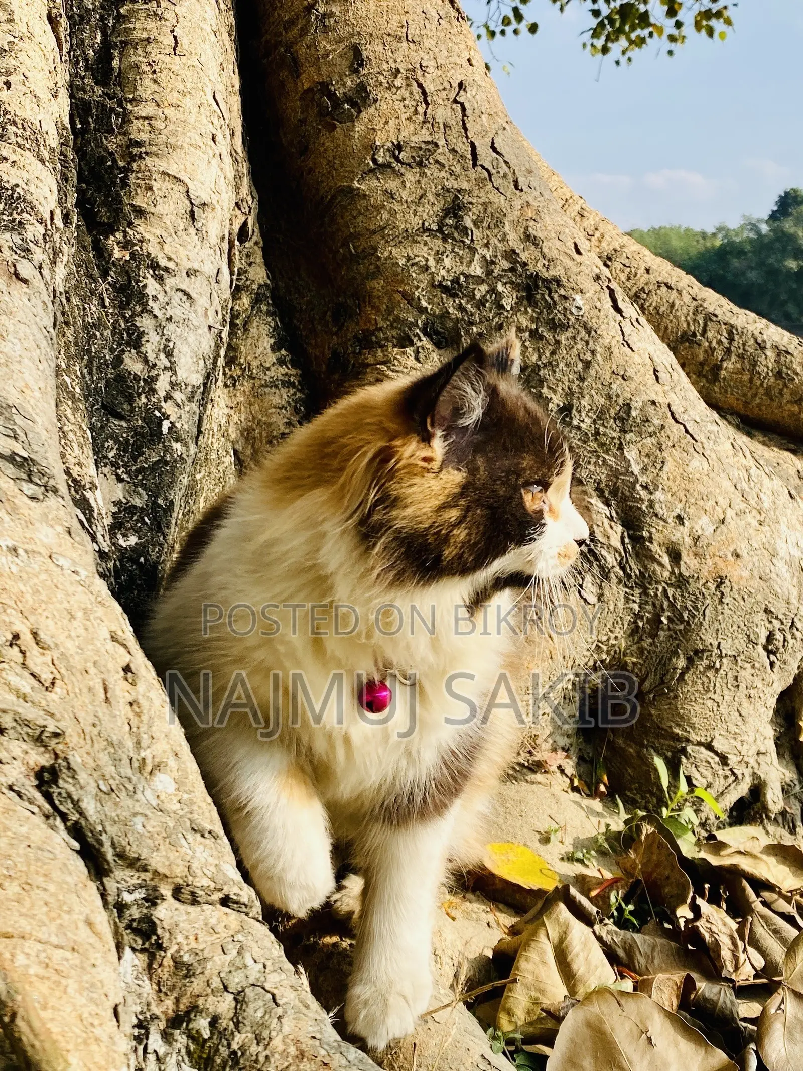 ১+ বছরের ফিমেল পিওরব্রেড পার্সিয়ান