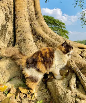 ১+ বছরের ফিমেল পিওরব্রেড পার্সিয়ান