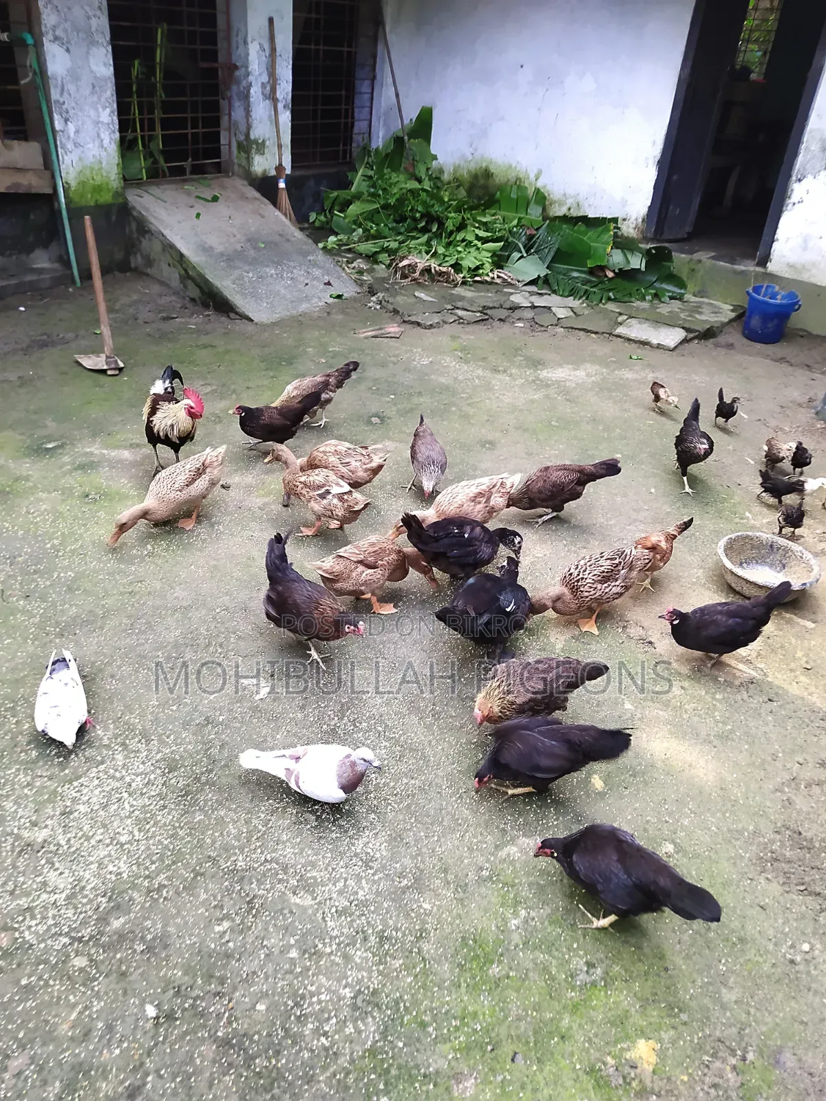 Ducks / Hens